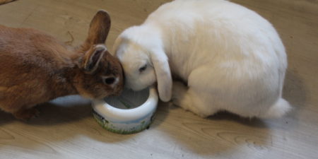 Kaninchen flasche - Wählen Sie dem Gewinner unserer Tester