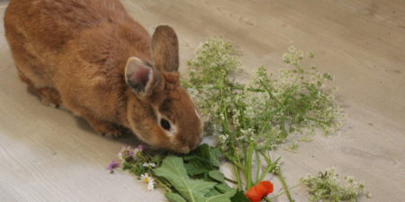 Dieses Foto zeigt ein Kaninchen mit Wiese