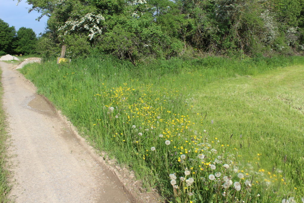 Das Foto zeigt Wiesenblumen, die direkt am Wegrand wachsen