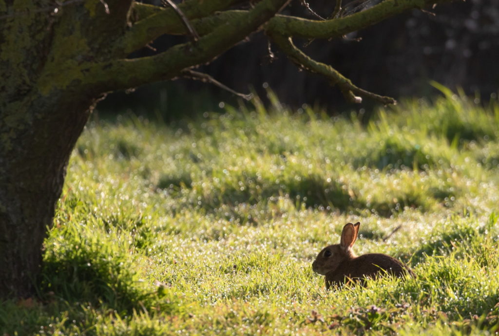 Das Foto zeigt ein Wildkaninchen auf der Wiese