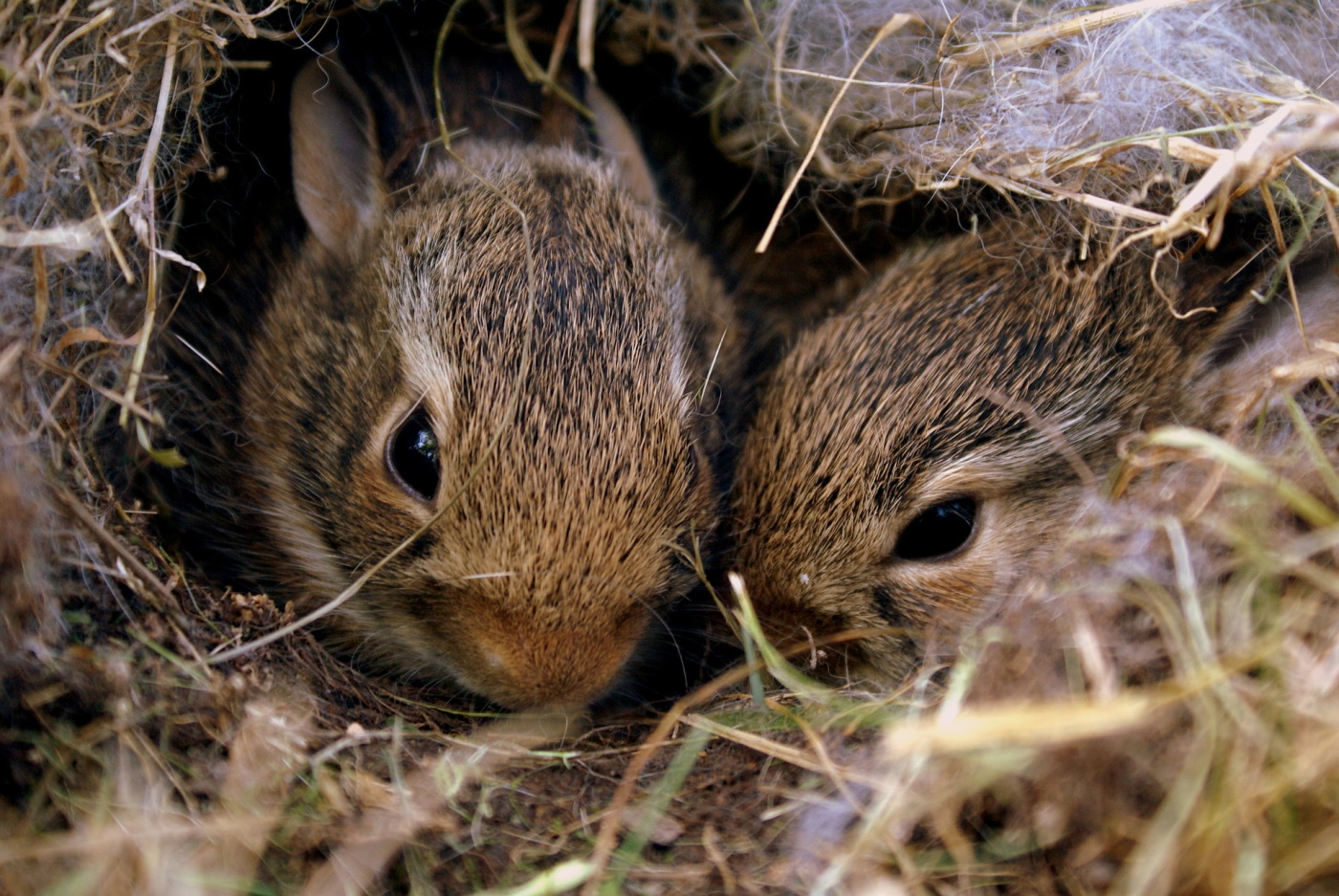 Das Foto zeigt Wildkaninchen-Babies