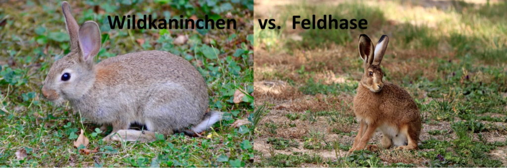 Das Foto zeigt einen Vergleich von Wildkaninchen und Feldhase