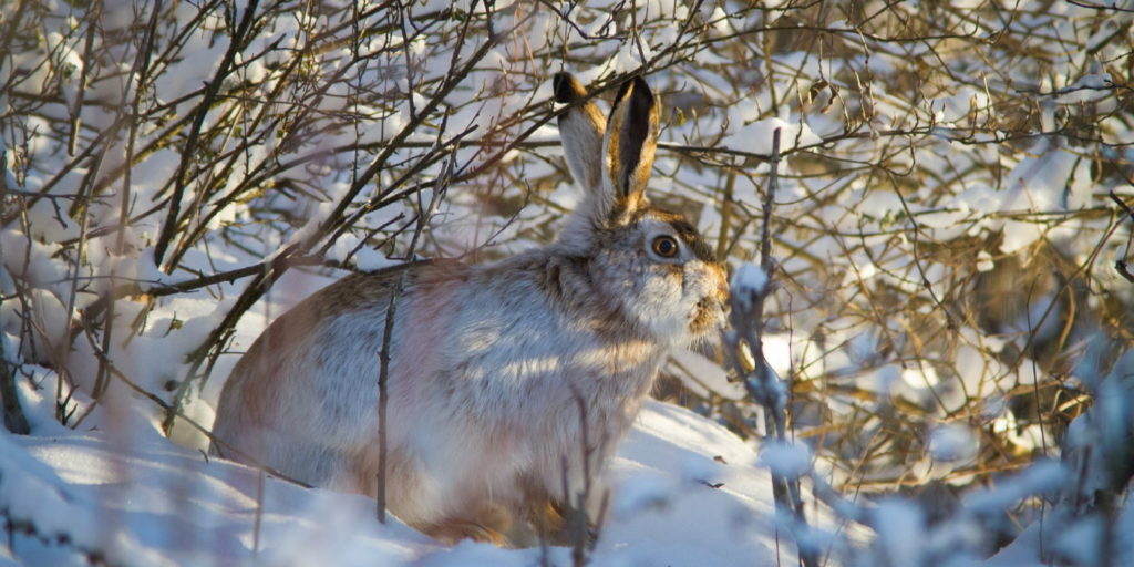 Das Foto zeigt ein Wildkaninchen im Schnee