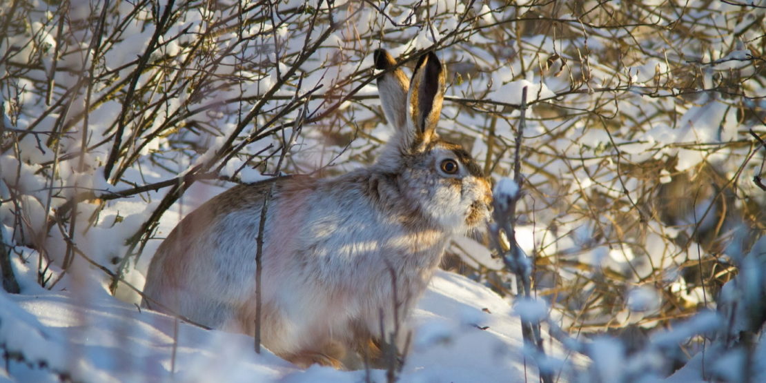 Das Foto zeigt ein Wildkaninchen im Schnee