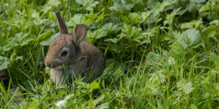 Das Foto zeigt ein Wildkaninchen in der Natur
