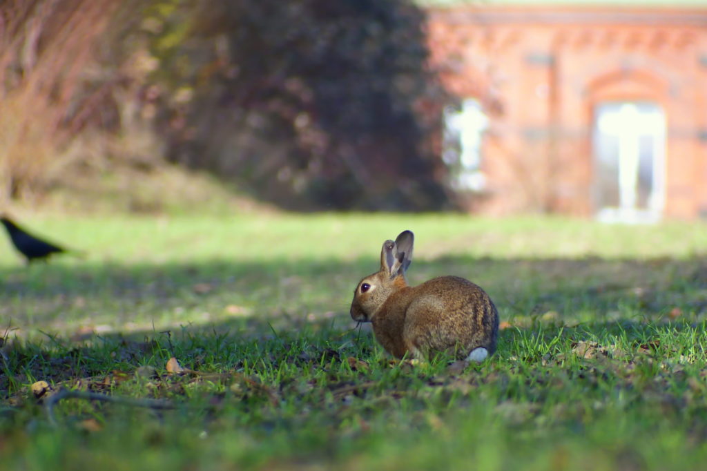 Das Foto zeigt ein Wildkaninchen auf einer Wiese neben einem Haus