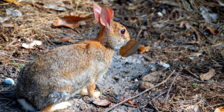 Das Foto zeigt ein Wildkaninchen mit Blatt