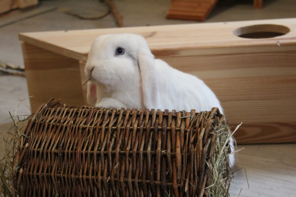 Das Foto zeigt ein zufriedenes Kaninchen