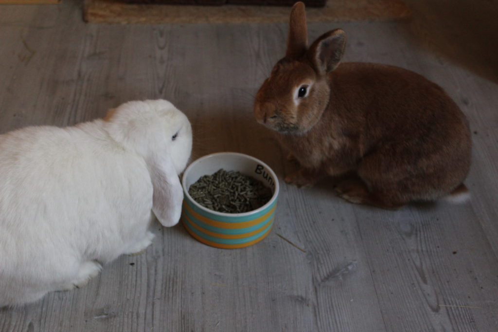 Das Foto zeigt zwei Kaninchen, die an einem Futternapf sitzen