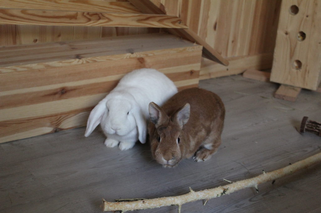 Das Foto zeigt zwei Kaninchen mit Zweig