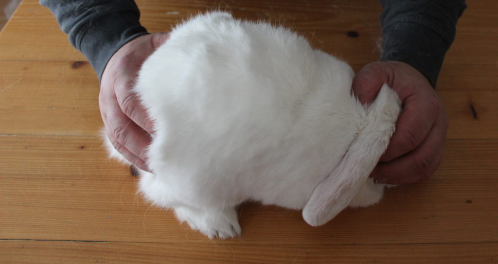 Das Foto zeigt, wie man dem Kaninchen die Augen zu hält