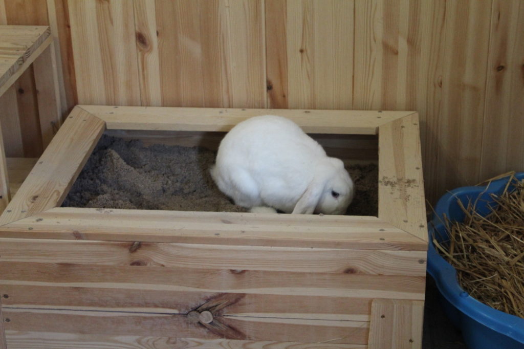 Das Foto zeigt ein Kaninchen in einer Buddelkiste