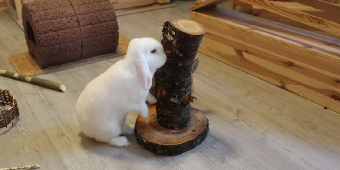 Das Foto zeigt ein Kaninchen am Snack-Baumstamm