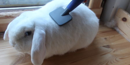 Das Foto zeigt ein Kaninchen, das gebürstet wird