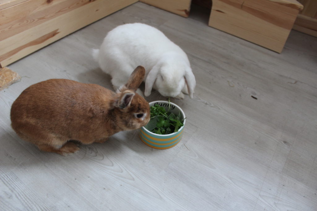 Das Foto zeigt zwei Kaninchen mit frischen Kräutern