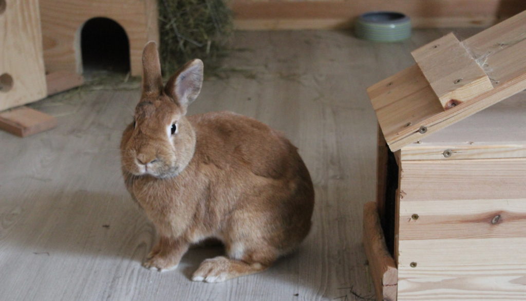 Das Foto zeigt ein fröhliches Kaninchen