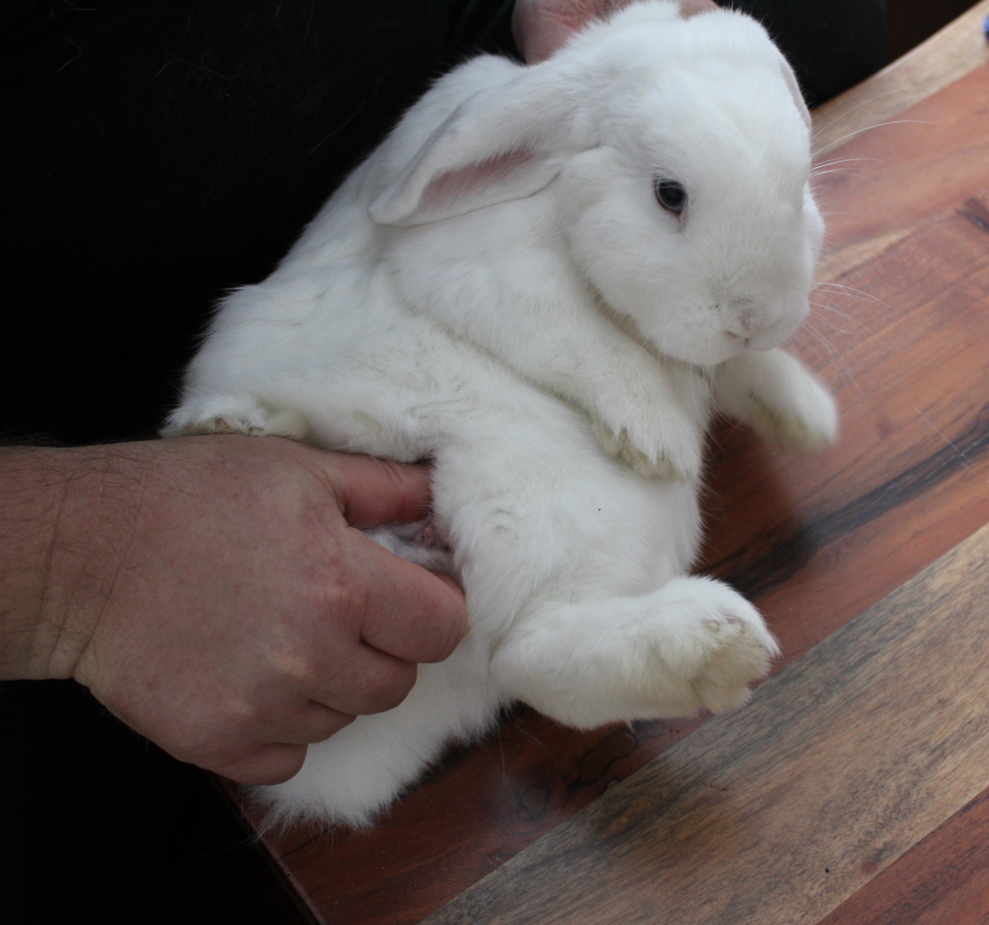 Woran Erkennt Man Dass Ein Kaninchen Schwanger Ist Geschlecht beim Kaninchen - Geschlechtsbestimmung, Geschlechtsreife