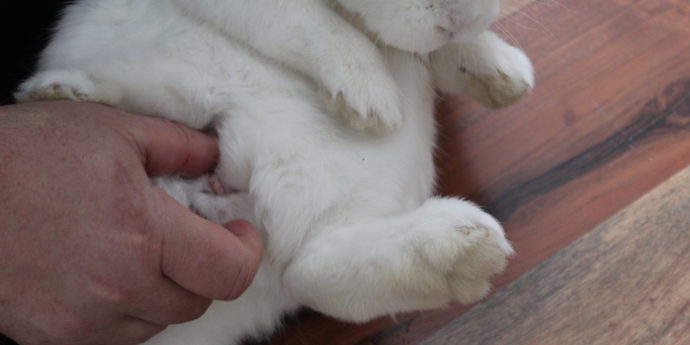Wie Nennt Man Den Schwanz Von Kaninchen www.kaninchen-ratgeber.com