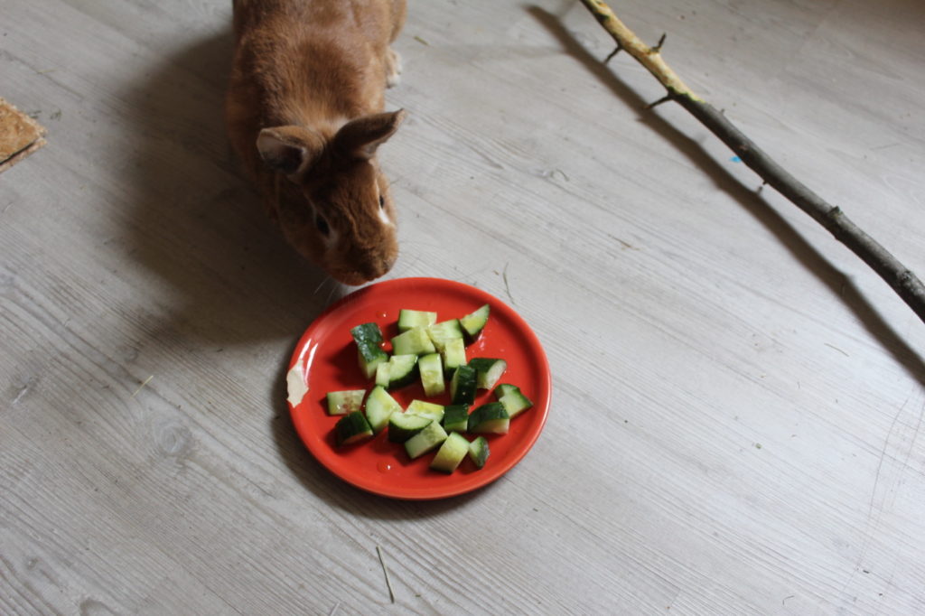 Das Foto zeigt ein Kaninchen beim Fressen einer Gurke mit Speiseöl