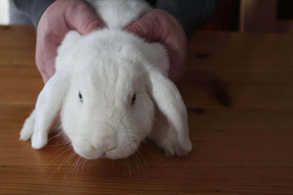 Das Foto zeigt den Halsbandgriff beim Kaninchen