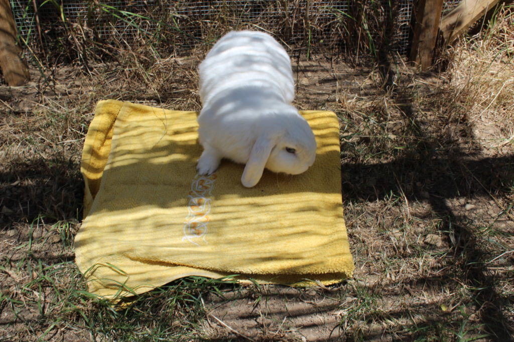 Das Foto zeigt ein Kaninchen auf Kühlakkus, die mit einem Handtuch bedeckt sind