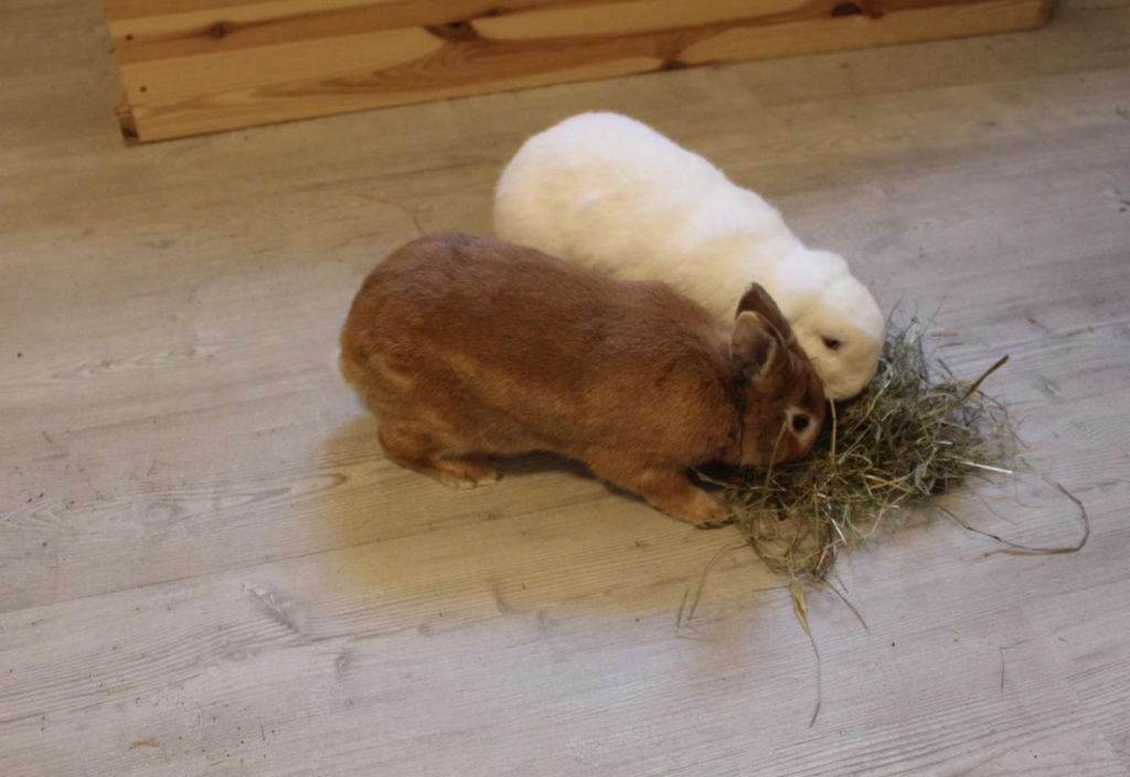 Das Foto zweig zwei Kaninchen mit Heu auf dem Boden