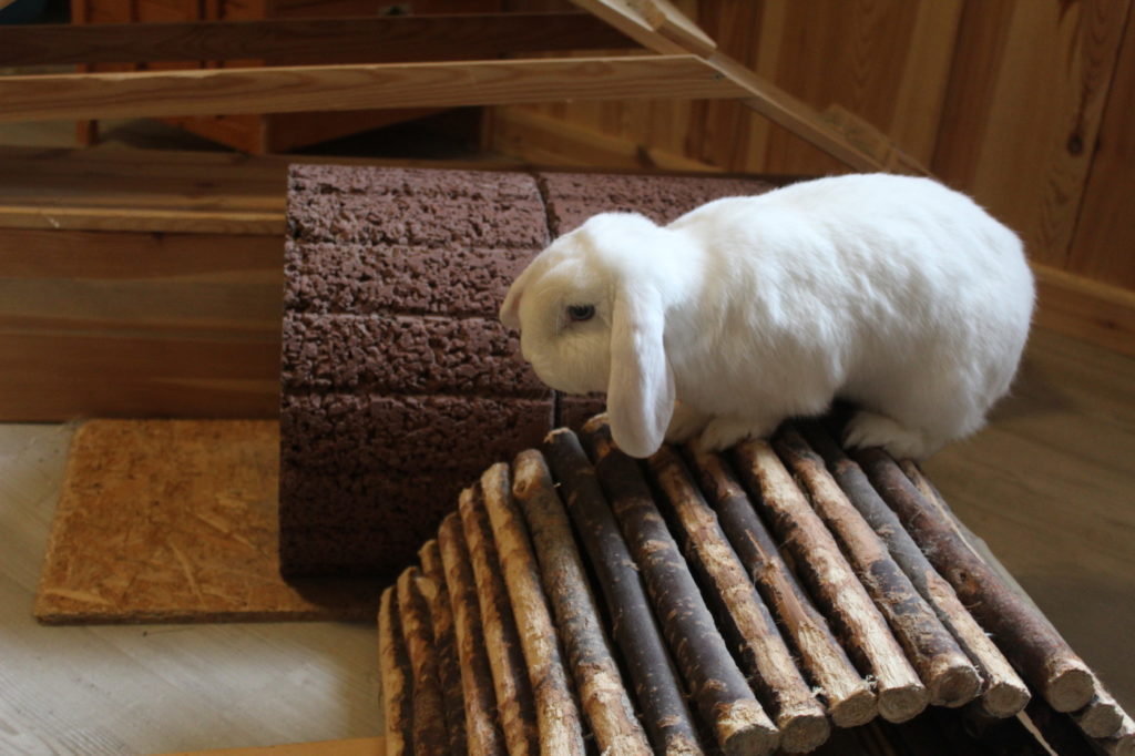 Das Foto zeigt ein Kaninchen auf einer Holzbrücke