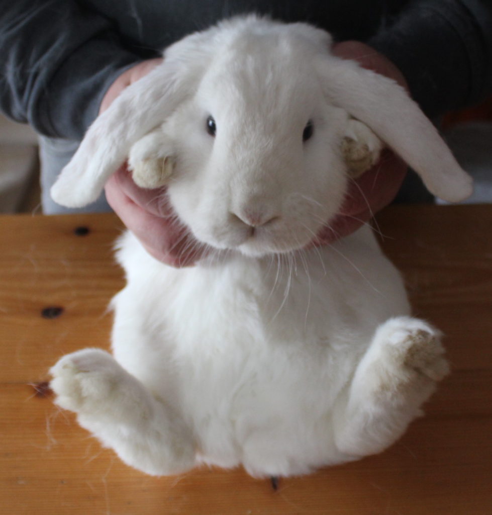 Das Foto zeigt ein Kaninchen, das auf den Rücken gedreht ist