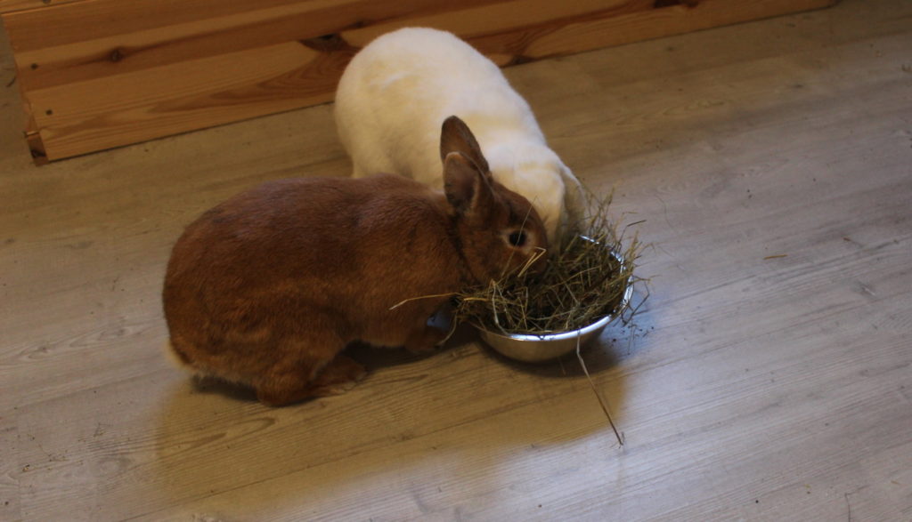 Das Foto zeigt Kaninchen, die gutes Heu fressen