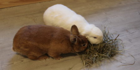 Das Foto zeigt Kaninchen mit Heu