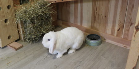 Das Foto zeigt ein Kaninchen, das nicht frisst