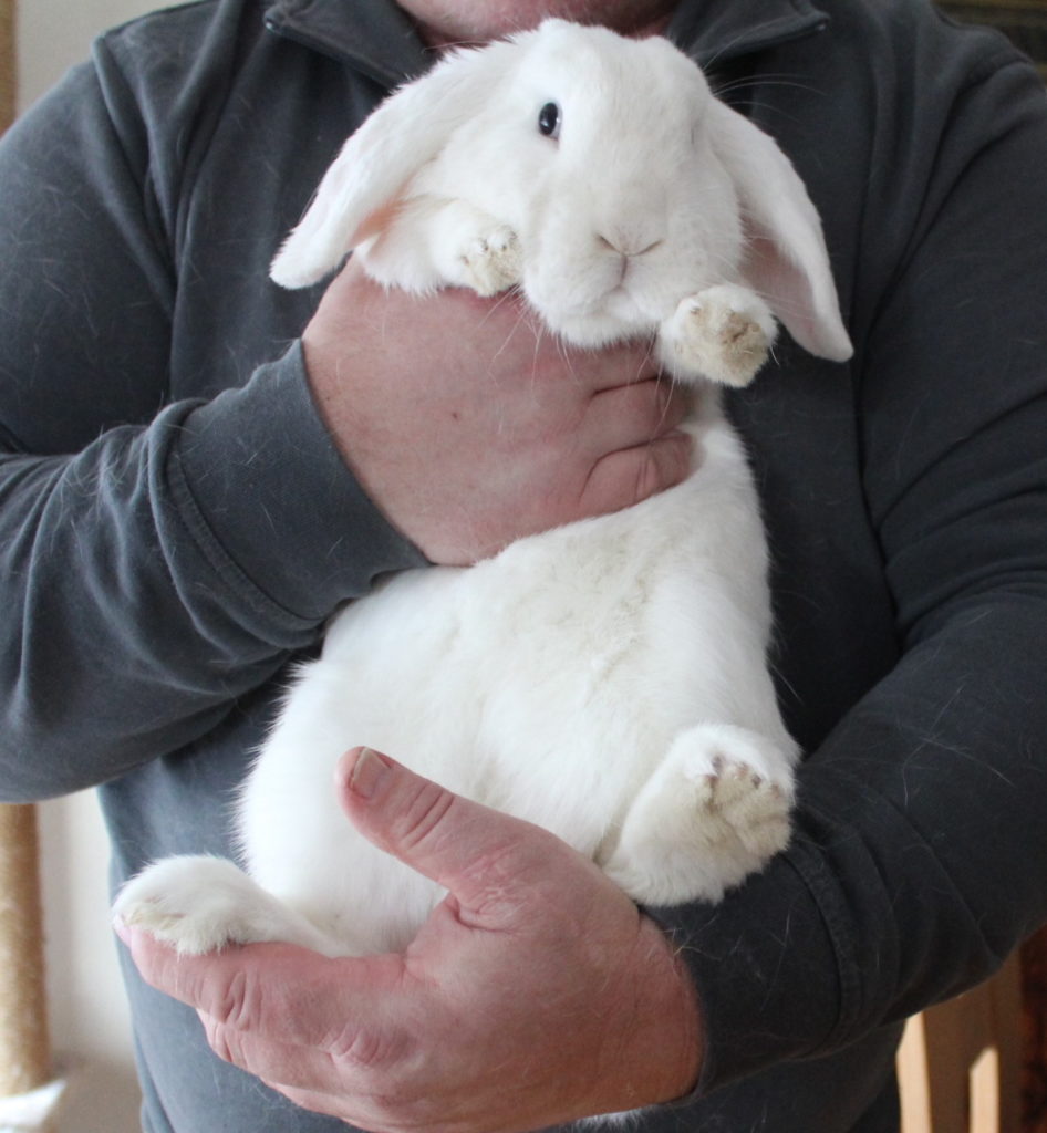 Das Foto zeigt, wie ein Kaninchen hoch gehoben wird