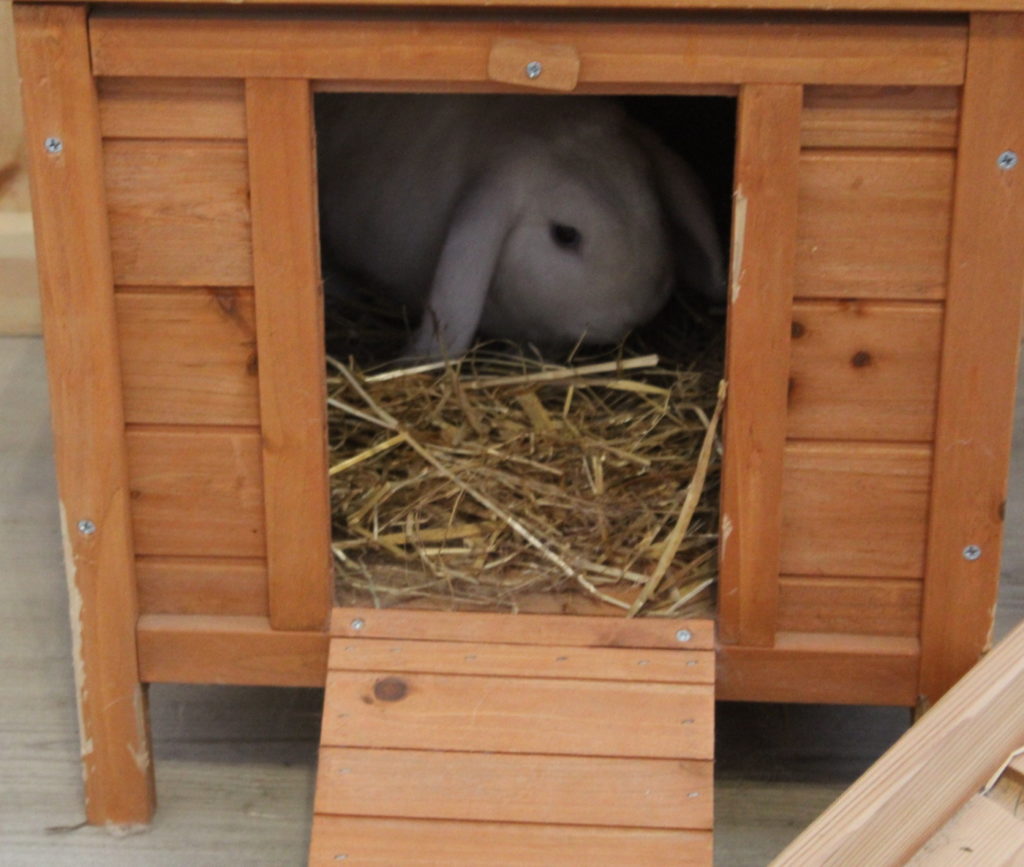 Das Foto zeigt ein Kaninchen in einer Kiste