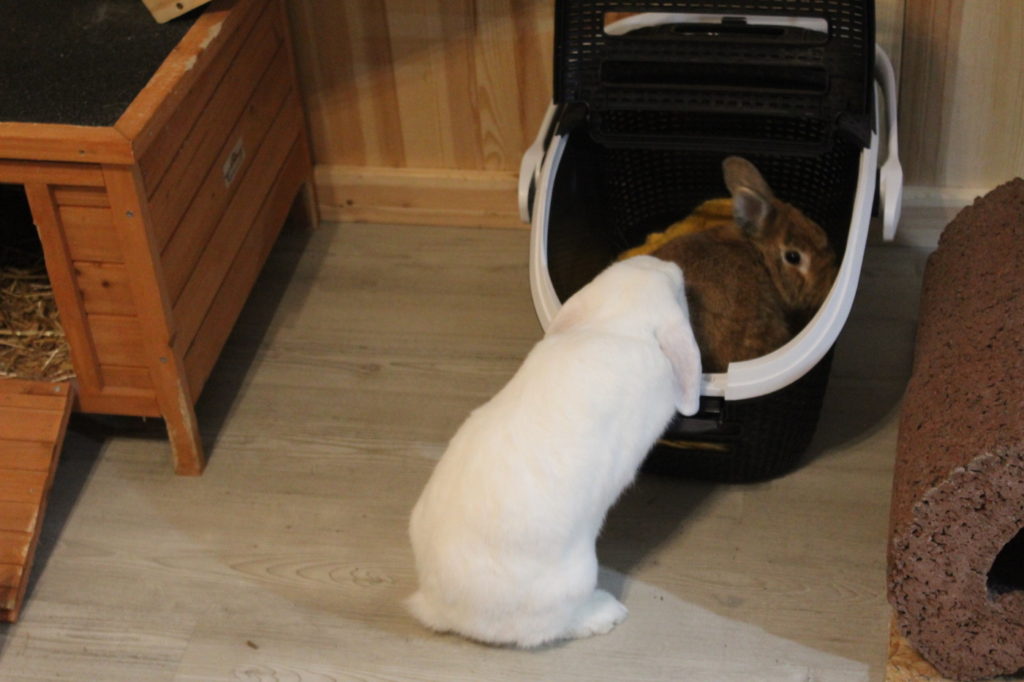 Das Foto zeigt zwei Kaninchen in einer Transportbox