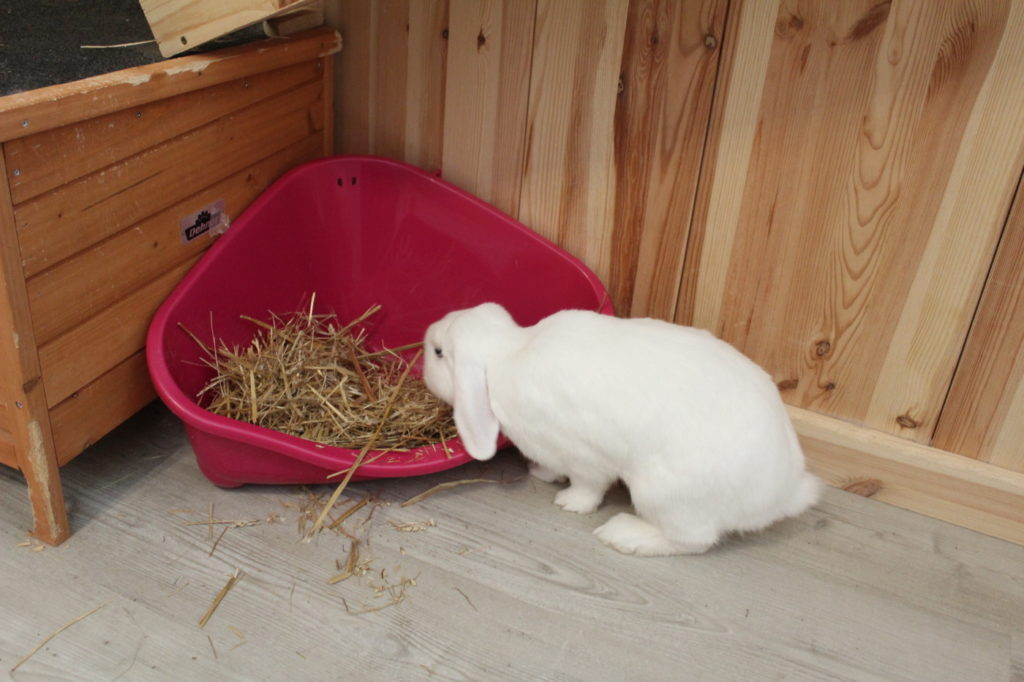 Das Foto zeigt ein Kaninchen in einer Ecktoilette