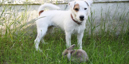 Das Foto zeigt ein Kaninchen und einen Hund