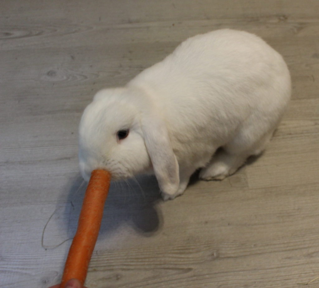 Das Foto zeigt ein Kaninchen mit Karotte