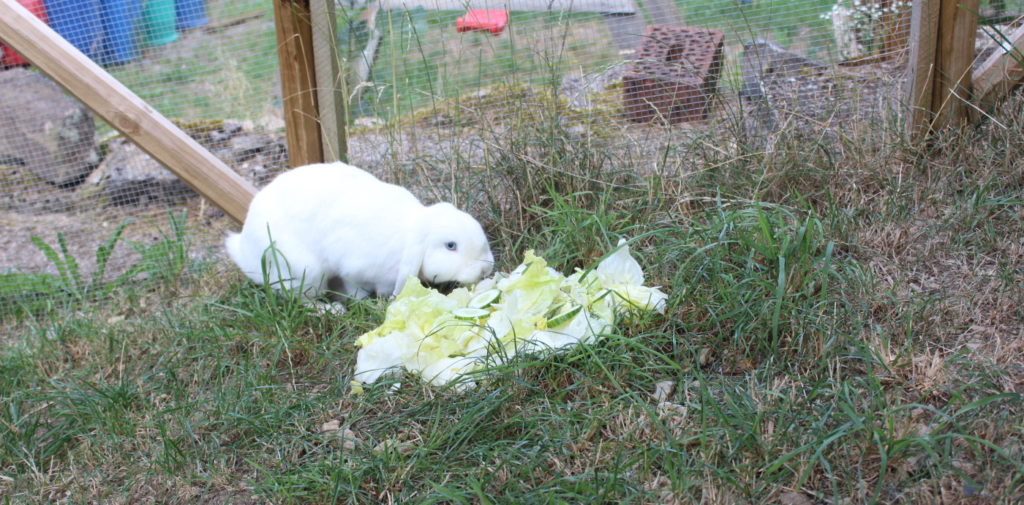 Das Foto zeigt ein Kaninchen mit Salat