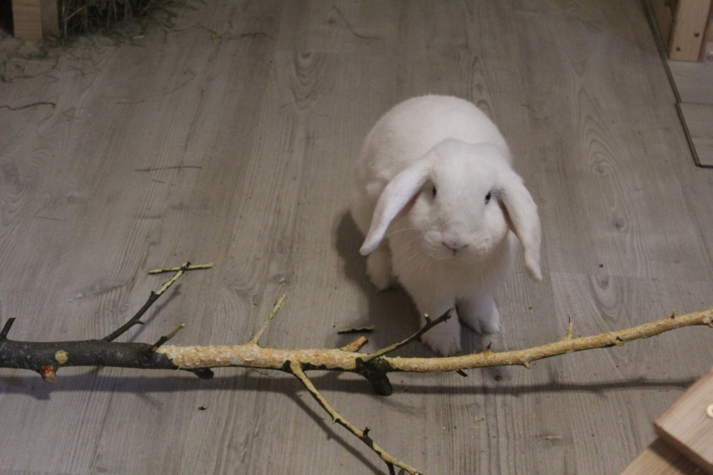Das Foto zeigt ein Kaninchen mit Stock
