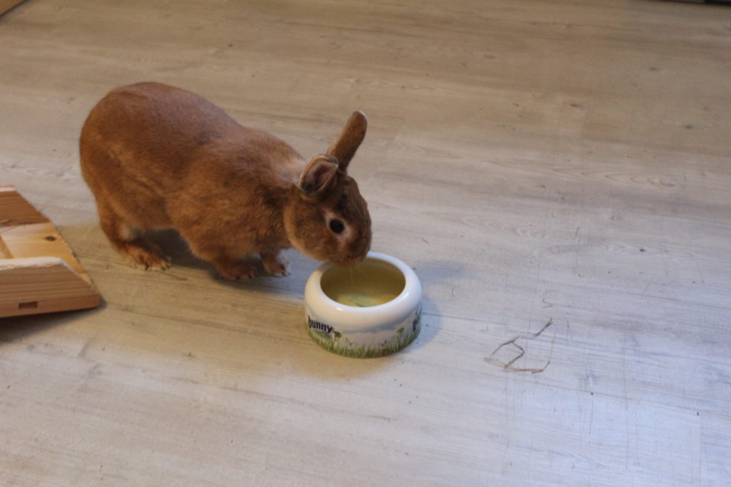 Das Foto zeigt ein Kaninchen mit Tee