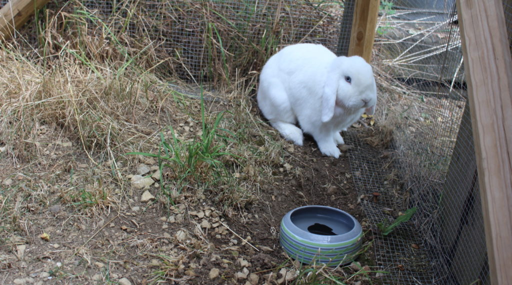 Das Foto zeigt ein Kaninchen mit Wassernapf