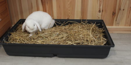 Das Foto zeigt ein Kaninchen in einer Kaninchentoilette