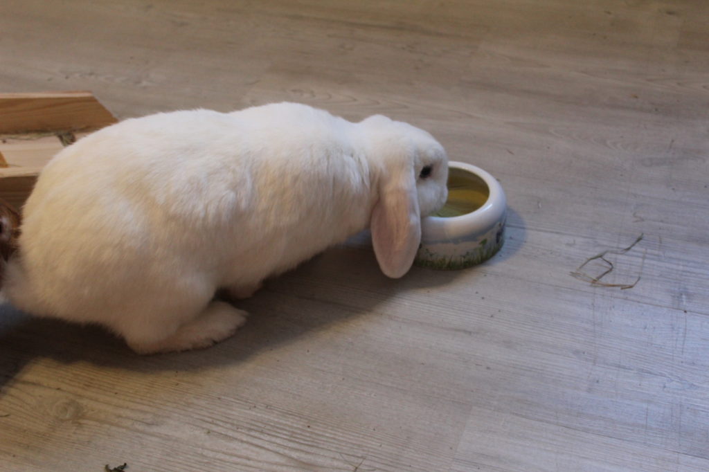 Das Foto zeigt ein Kaninchen das trinkt