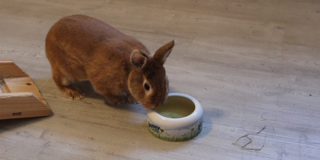 Das Foto zeigt ein Kaninchen, das Tee trinkt