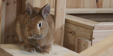 Das Foto zeigt ein braunes Kaninchen