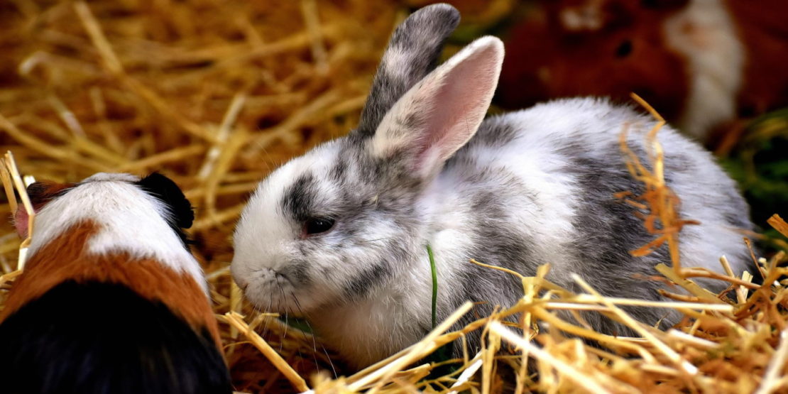 Das Foto zeigt ein Kaninchen und ein Meerschweinchen