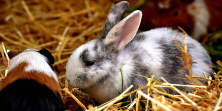 Das Foto zeigt ein Kaninchen und ein Meerschweinchen