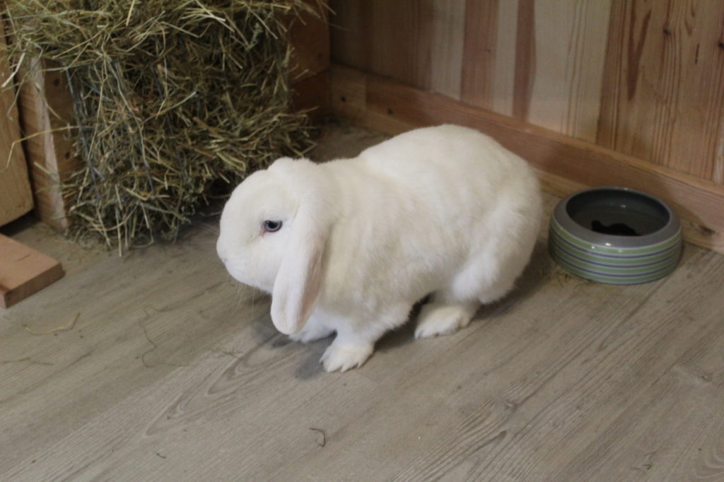 Das Foto zeigt ein Kaninchen, das vom Futter abgewendet ist