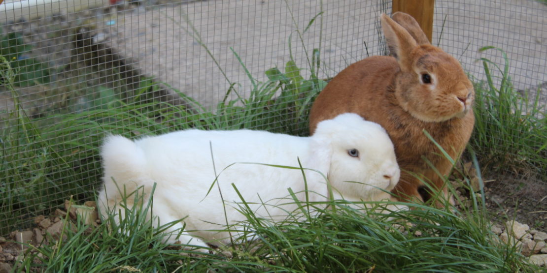 Das Foto zeigt zwei Kaninchen beim Ausruhen