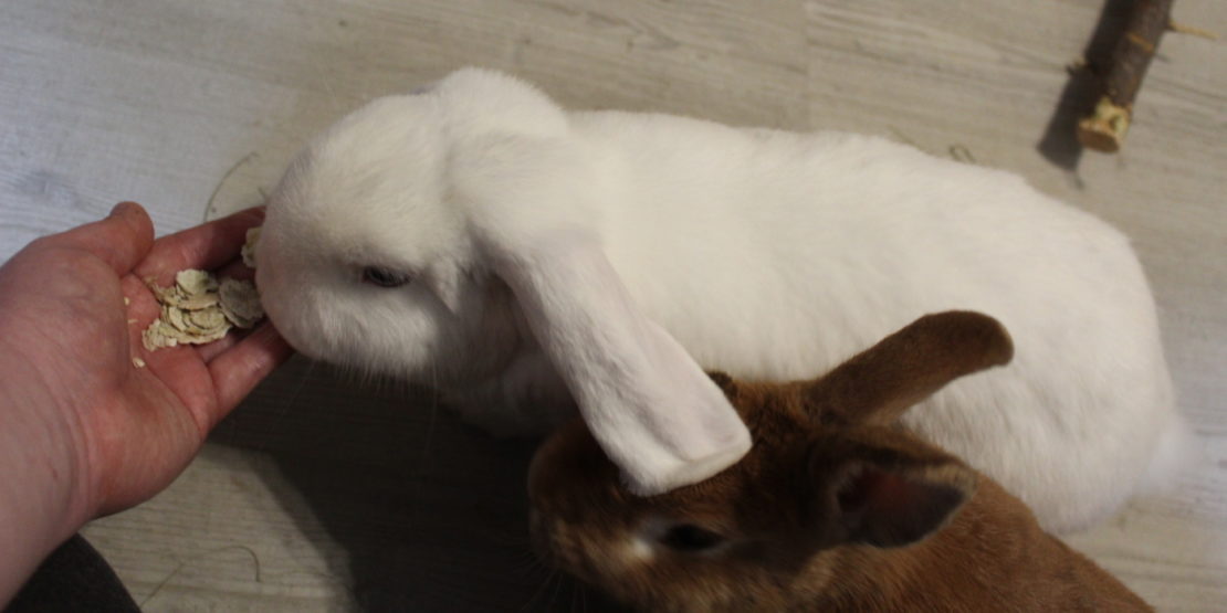 Das Foto zeigt, wie Kaninchen Leckerlis bekommen